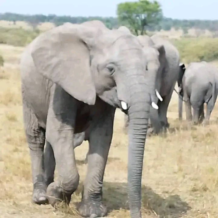 6 Days Tanzania  Budget Camping safari