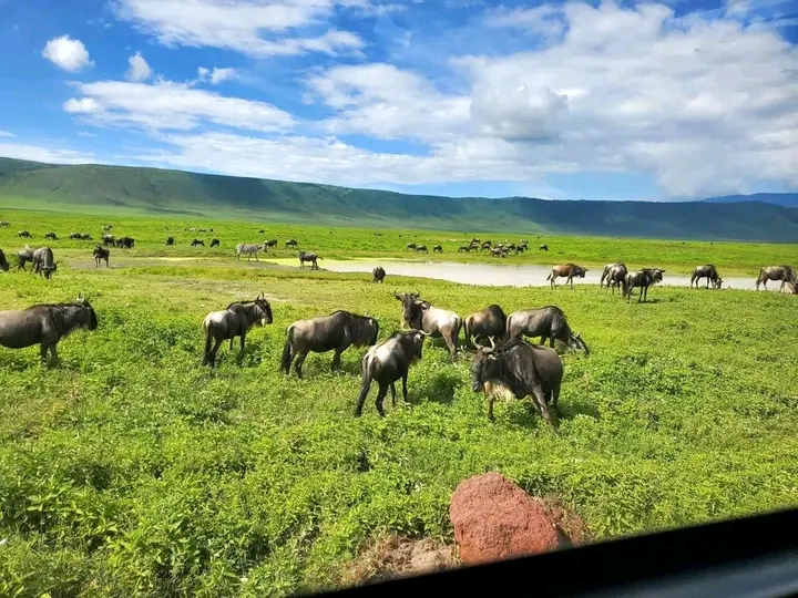 8 Days Mid-range Serengeti Wildebeest Migration tour 