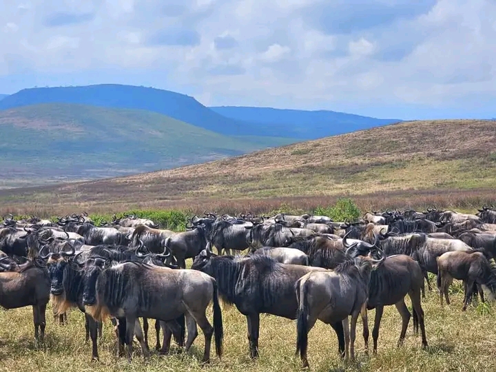 8 Days classic sunset and wildebeest Migration safari in Tanzania 