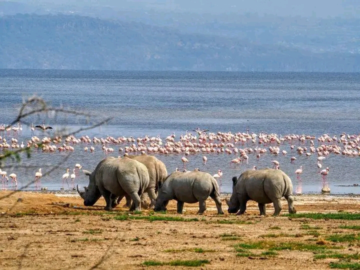5 Days Lake Manyara, Serengeti, and Ngorongoro Crater Lodge Tour 