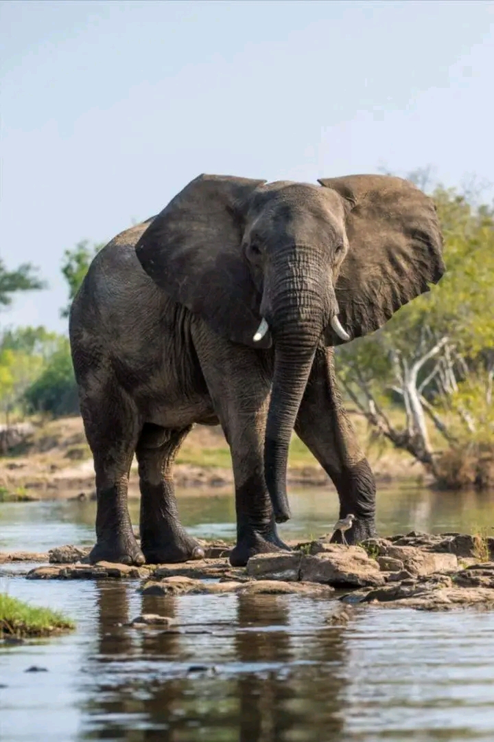 3 Days Tarangire and Ngorongoro Creter joining Group Camping Camping Tour 