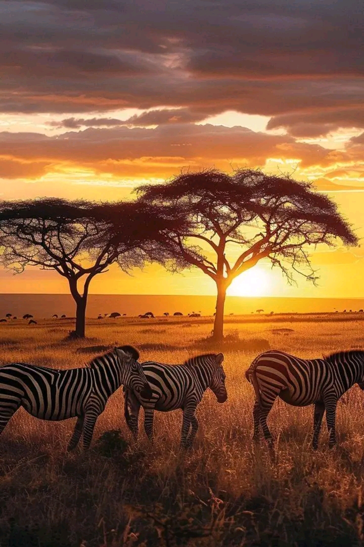 7 Days  Tarangire, Serengeti, Ngorongoro Crater, and Lake Manyara Mid-range Lodge Tour 