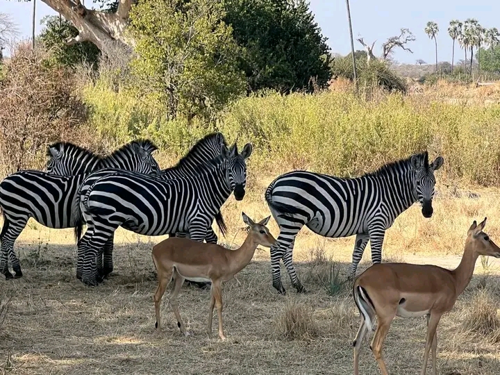 11 Days Tanzania Safari and Beach ( Explore Zanzibar island)