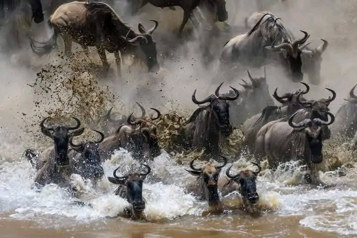 6 Days  wildebeest Migration Tarangire, Serengeti, Ngorongoro Crater and Lake Manyara joining Group Camping Tour 