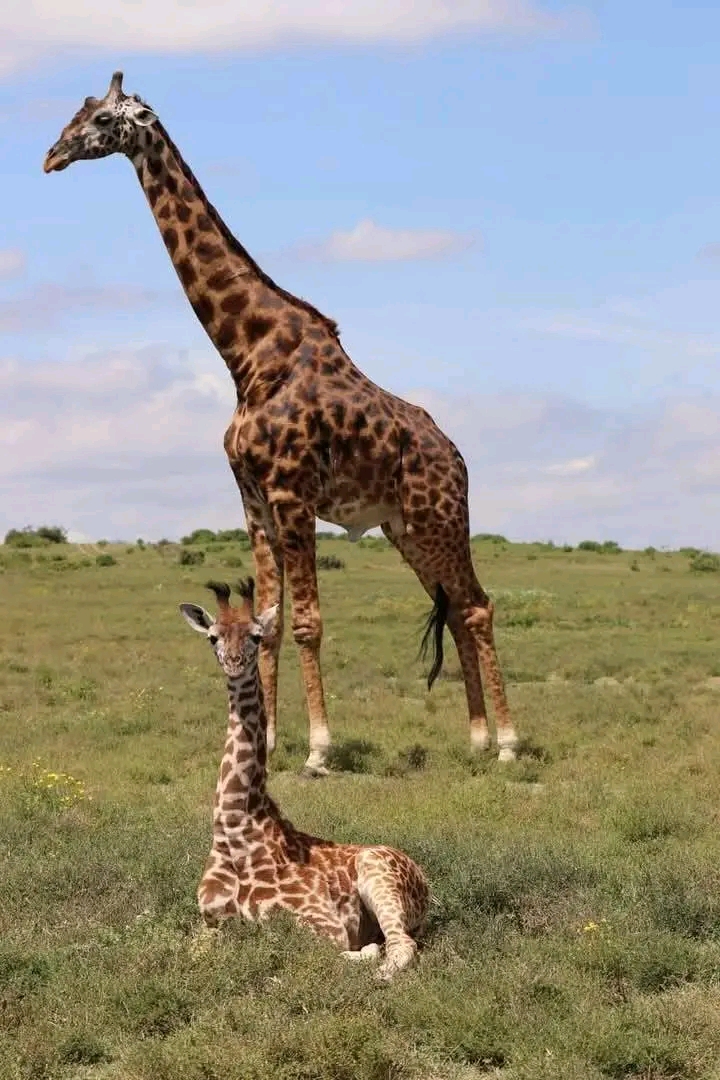 9 Days Wildebeest Migration  Tarangire,, Serengeti, Ngorongoro and lake Manyara private camping tour 