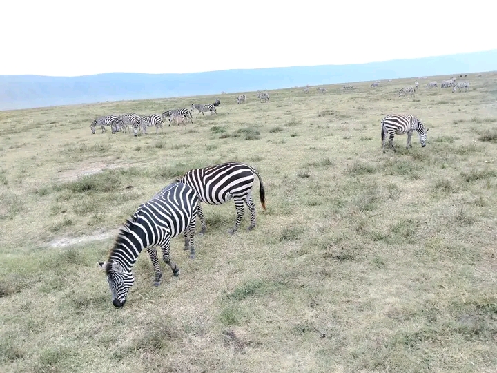 10 Days Mid-range Lodge Serengeti Wildebeest Migration tour 