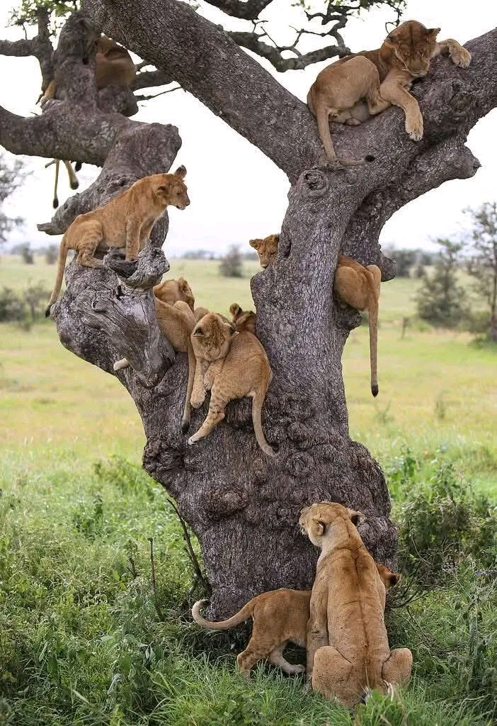 7 Days Camping Tour in Tanzania Serengeti, Ngorongoro Crater, Tarangire and lake Manyara 