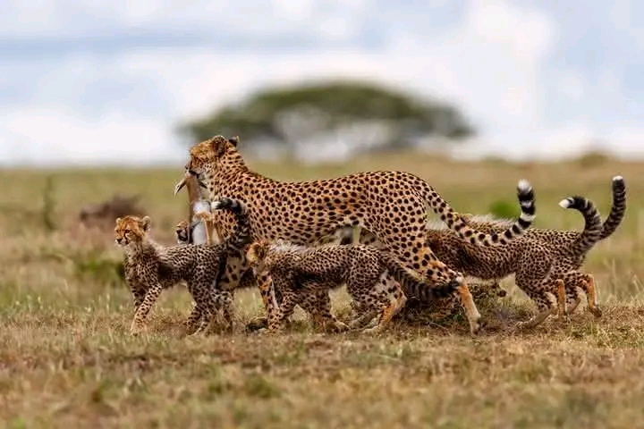 5 Days Camping Tarangire, Serengeti, and Ngorongoro Crater and visiting Maasai