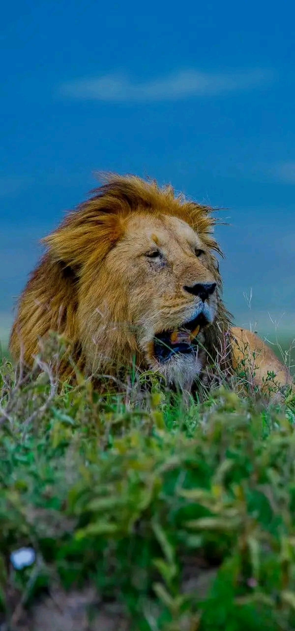 9 Days Tarangire, Serengeti, Ngorongoro Crater, and Lake Manyara Mid-range Lodge Safari 