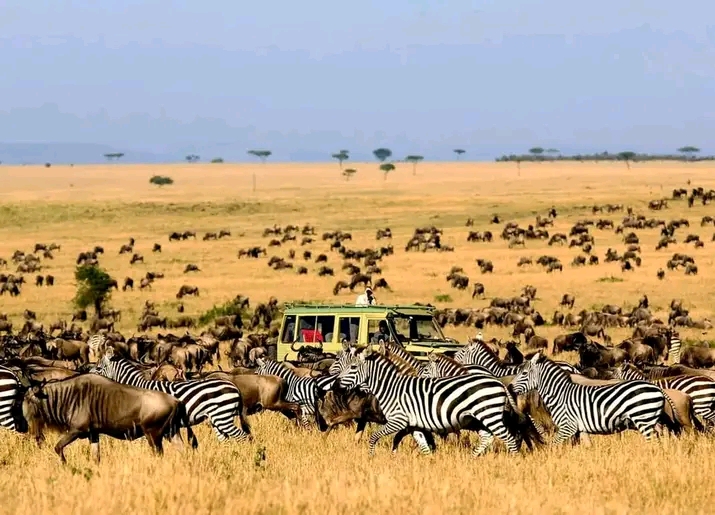4 Days Serengeti and Ngorongoro Crater joining Group Camping Tour 
