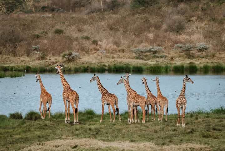 6  Days Joining Group Tarangire, Serengeti and Ngorongoro camping safaris in Tanzania 