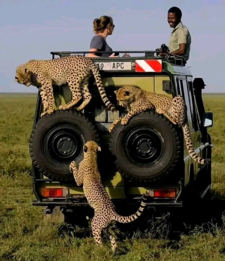 4 Days Tarangire, lake Manyara and Ngorongoro Crater safari 