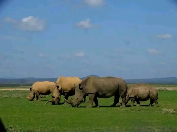 Ngorongoro Crater Day Tour 