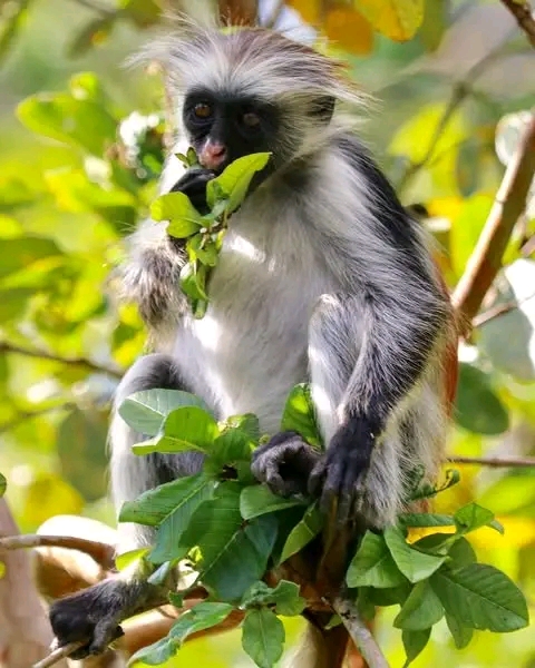 Arusha National park Private Safari 
